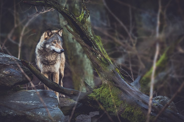 Wandcirkels Wolf Grijze wolf in het wild  © petrov92