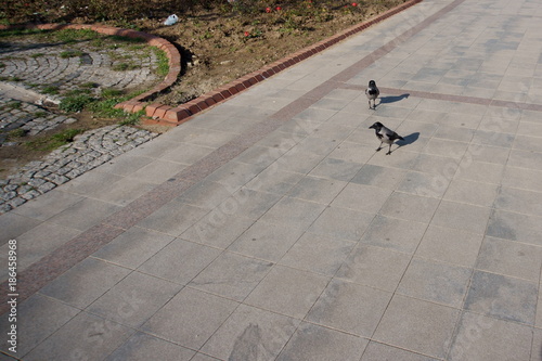 Two crows walking on pedestrian road
