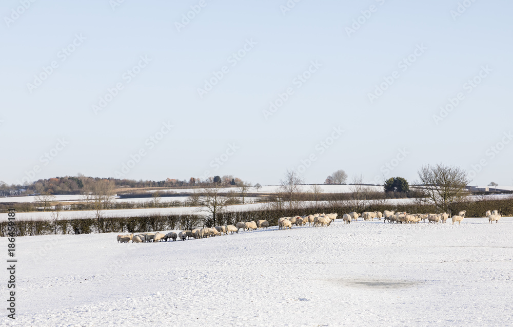 Looking For Food / An image of a flock of sheep looking for food on the snow covered landscape of Leicestershire, England, UK