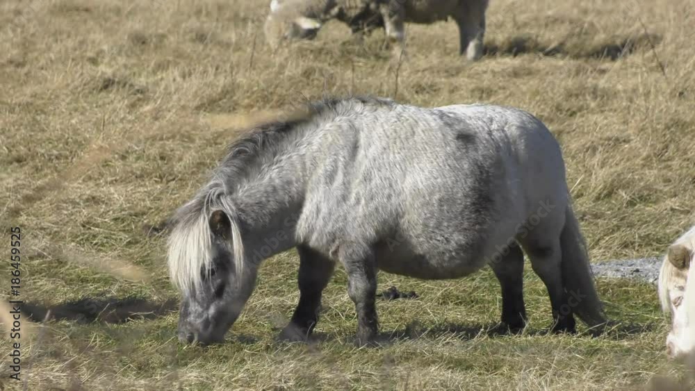 shetland pony grazing in field 4k