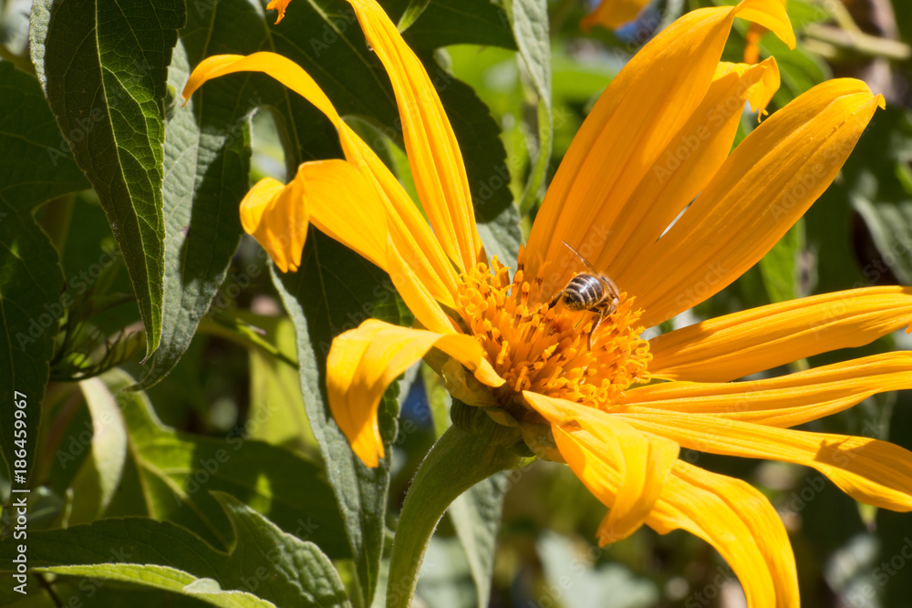 ile de la Réunion fleur jaune , tournesol mexicain ile de la Réunion fleur jaune , tournesol mexicain