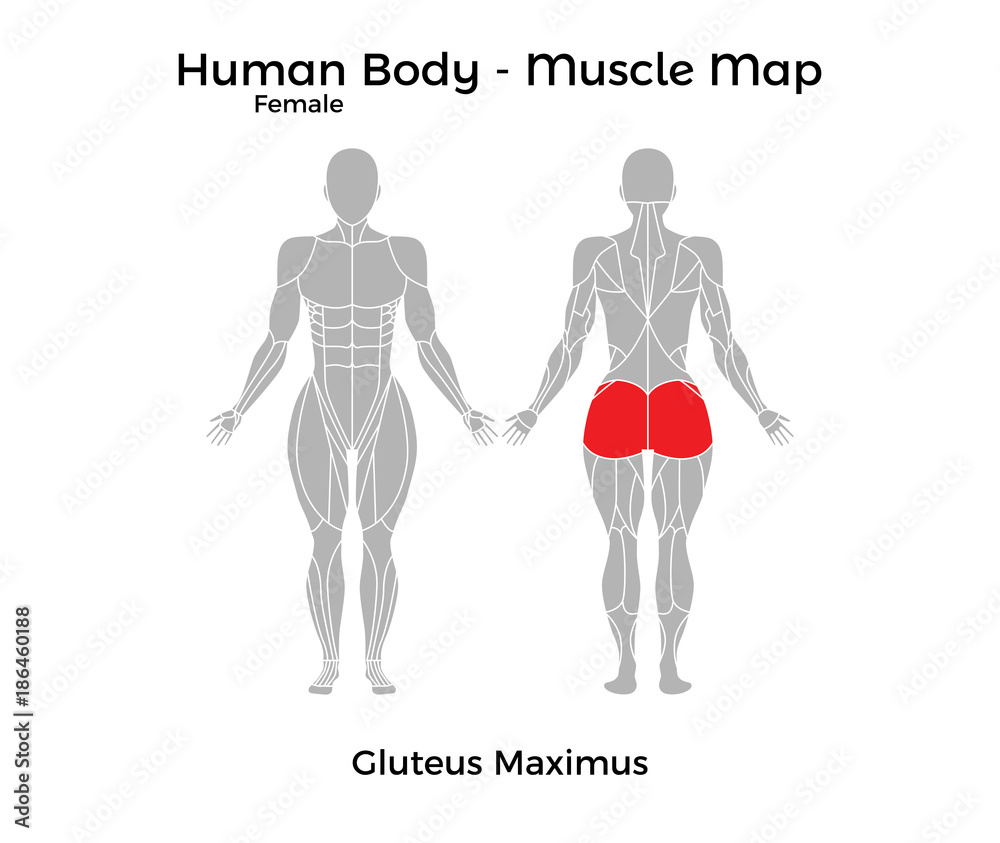 Female Human Body - Muscle map, Gluteus Maximus. Vector Illustration - EPS10. - obrazy, fototapety, plakaty 