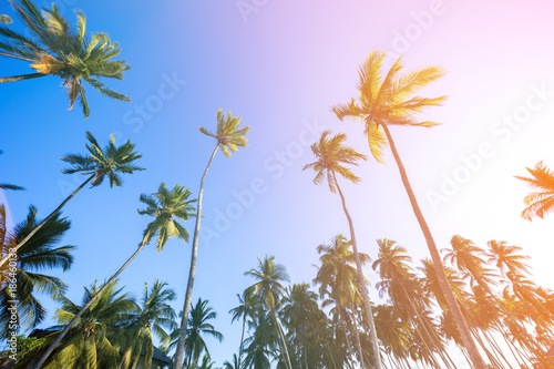 Beautiful tropical sunset with palm trees at beach Paje, Zanzibar