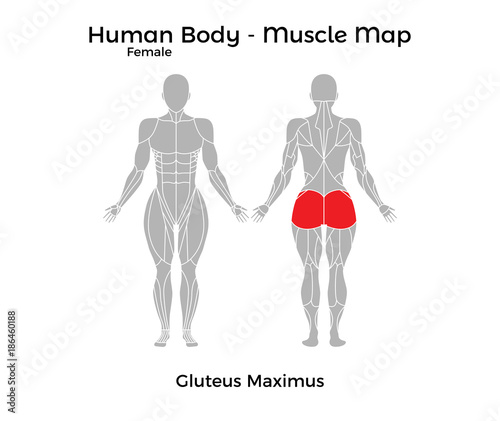 Female Human Body - Muscle map, Gluteus Maximus. Vector Illustration - EPS10.