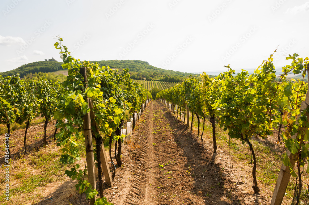 vineyards with hill and blue sky in background
