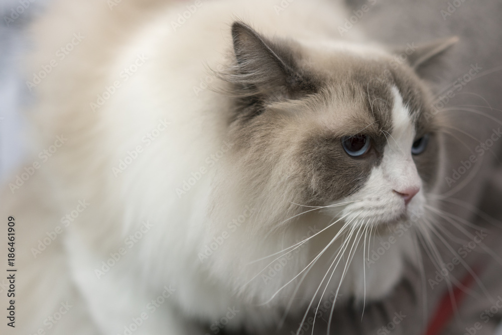 Fluffy white cat, close-up