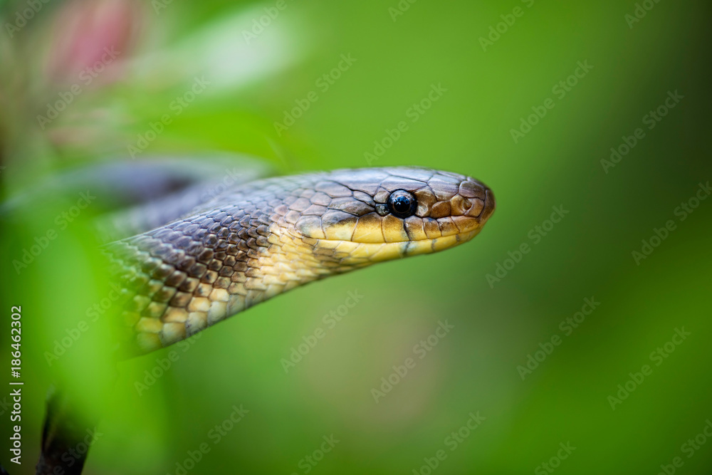 Aesculapian Snake (Elaphe longissima) Aesculapian Snake (Elaphe longissima)