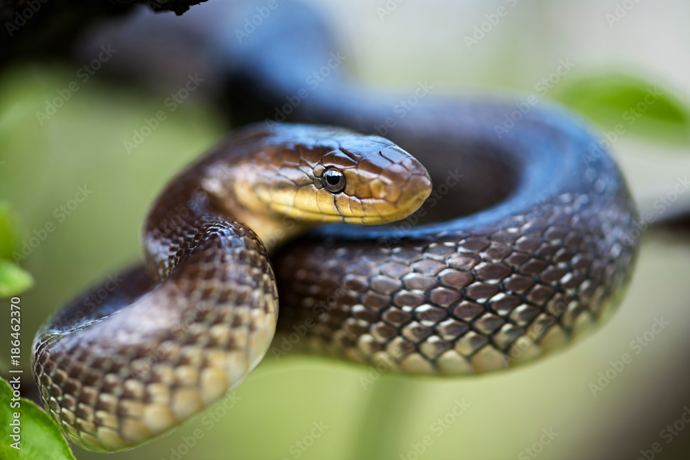 Aesculapian Snake (Elaphe longissima) Aesculapian Snake (Elaphe longissima)