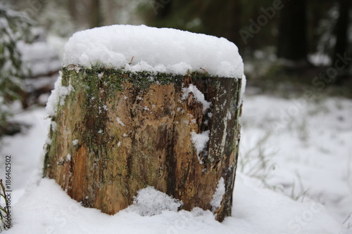 tree stump close-up in the snow in a beautiful winter forest with a blurry background