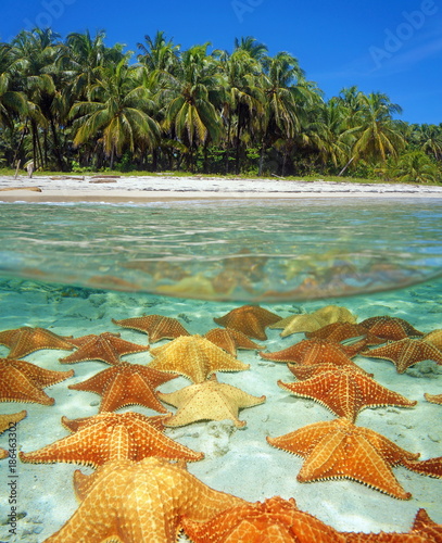 Over and under sea surface near the shore of a tropical beach with coconut trees and many starfishes underwater on a sandy seafloor, Caribbean