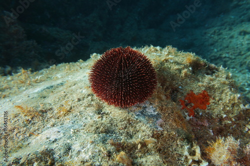 A Sphaerechinus granularis urchin commonly called purple sea urchin, underwater on a rock, Mediterranean sea, Cap de Creus, Costa Brava, Catalonia, Spain © dam