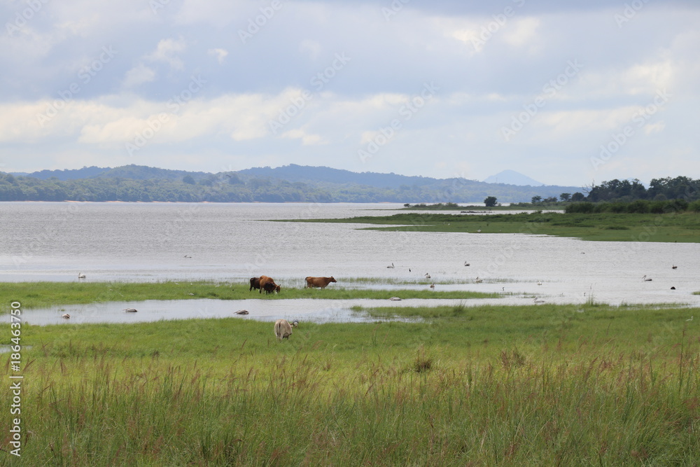 Fototapeta premium See Sri Lanka
