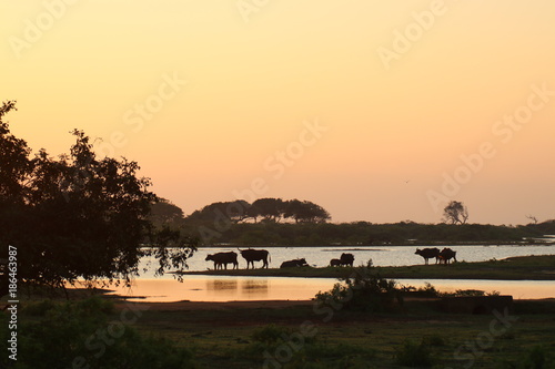 Büffel in der Morgenröte Yala Nationalpark Sri Lanka photo