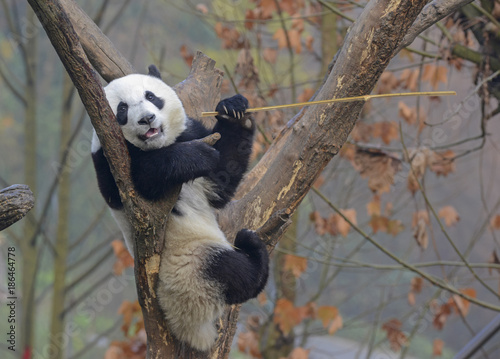 Fototapeta Naklejka Na Ścianę i Meble -  Giant Panda near Chengdu, Sichuan Province, China