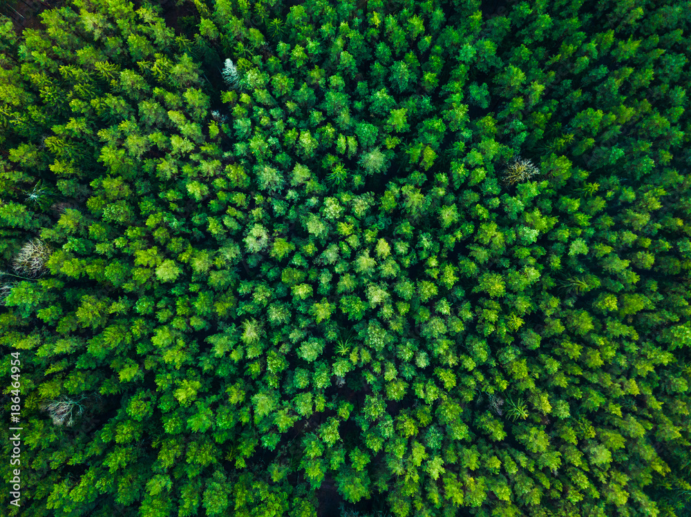 Green trees background in Lithuania, Europe