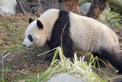 Fototapeta Naklejka Na Ścianę i Meble -  Giant Panda near Chengdu, Sichuan Province, China