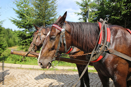 Caballos en Morskie Oko, Zakopane, Polonia