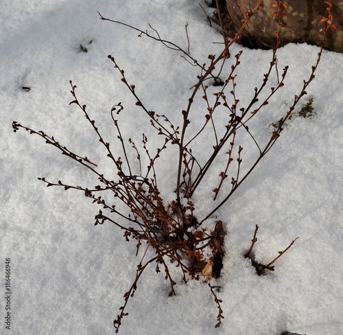 Cancer Root (Beech Drops) photo