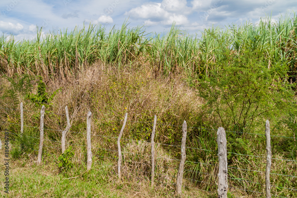 Fototapeta premium Sugar cane field in Valle de los Ingenios valley near Trinidad, Cuba