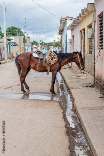 Photography Horse at a street in Remedios town, Cuba