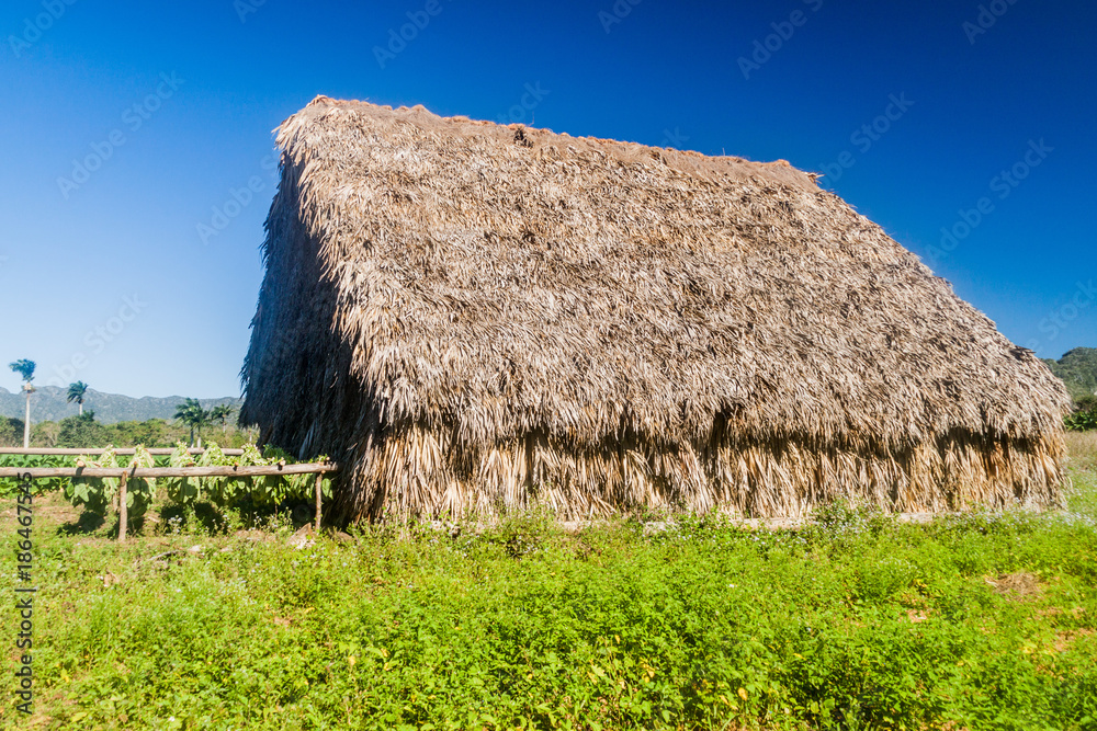 Tobacco drying hut in Vinales valley, Cuba Tobacco drying hut in Vinales valley, Cuba
