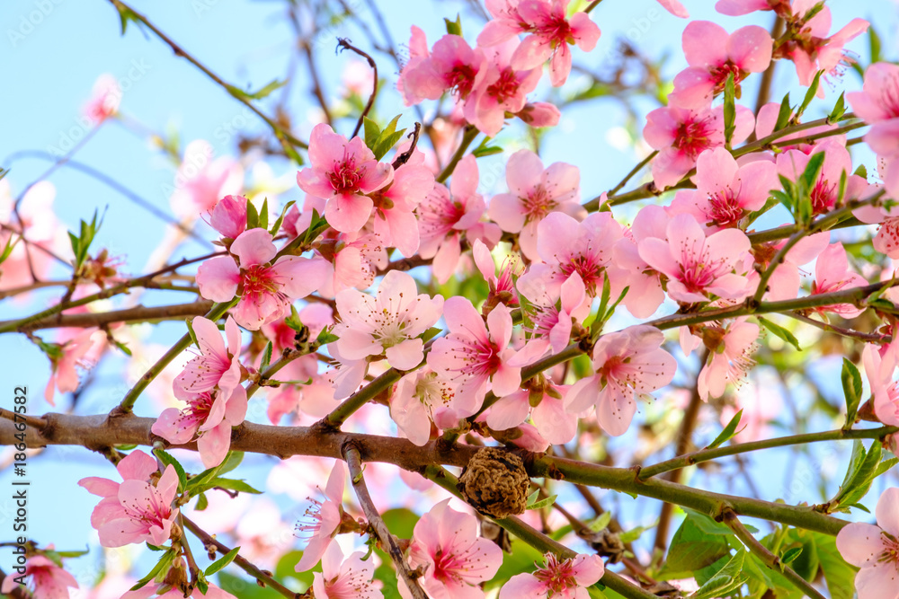 Branches de pêcher en fleurs au printemps.