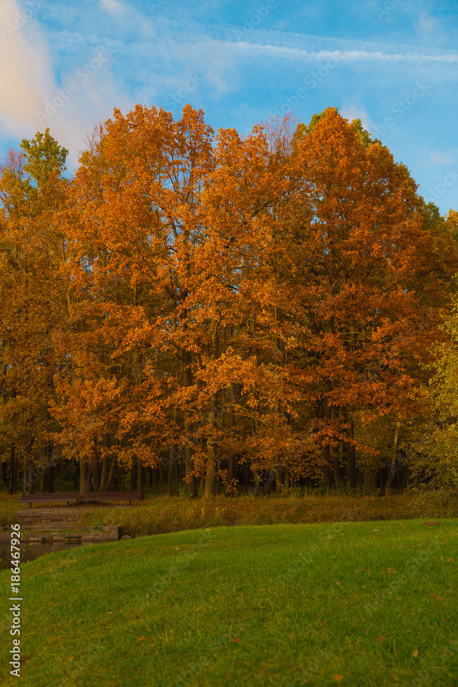 Beautiful scenery on the shore of the lake. Beautiful forest pond in Europe.Autumn landscape.