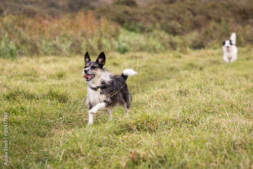 terrier happy walking in field