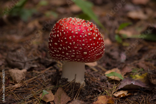Close-up of fly agaric mushroom in a forest. beautiful big amanita