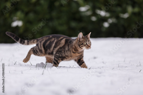 Katze im Schnee photo