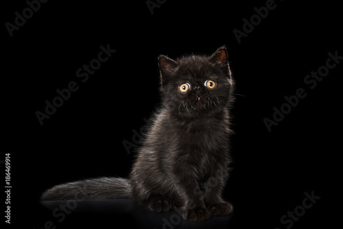 kitten on a monophonic background