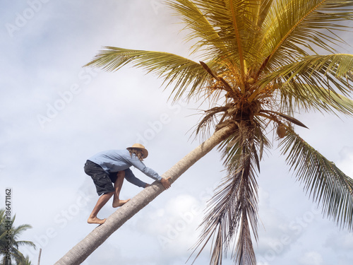 A man climbs on a palm tree