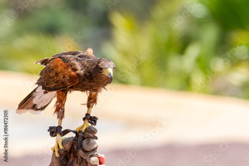 Obraz na płótnie Harris Hawk With Jessies