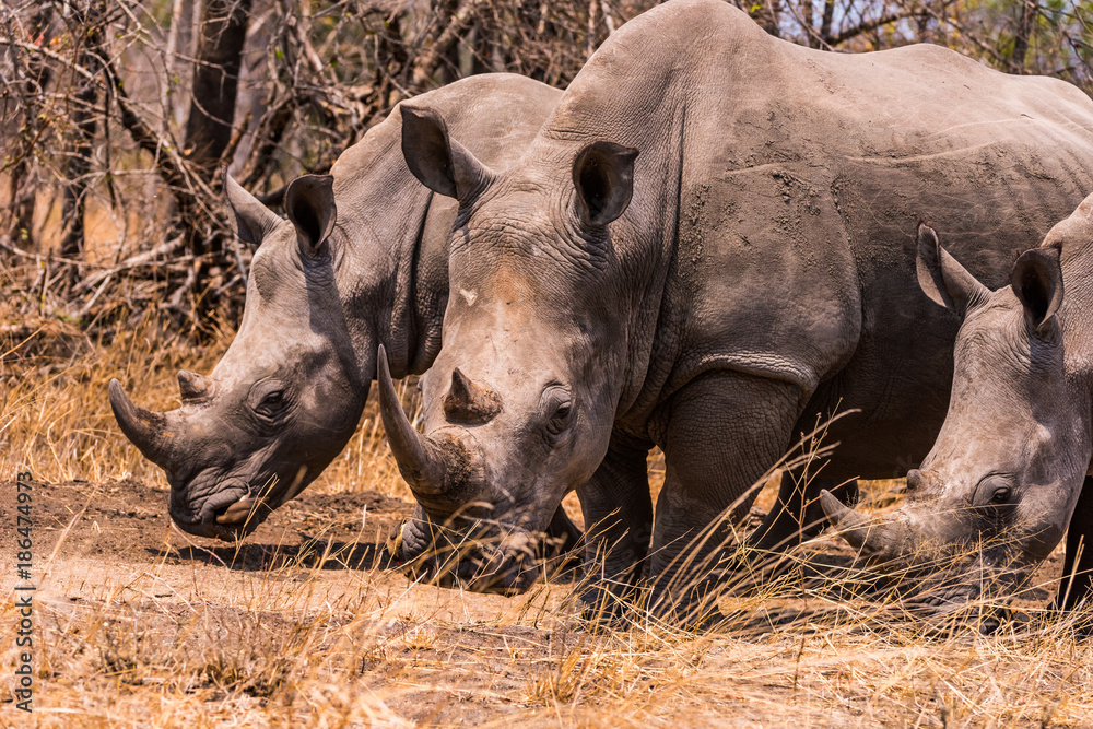 Obraz premium white rhino grazing