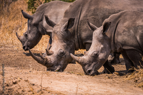 Three white rhino grazing walking abreast © Hans