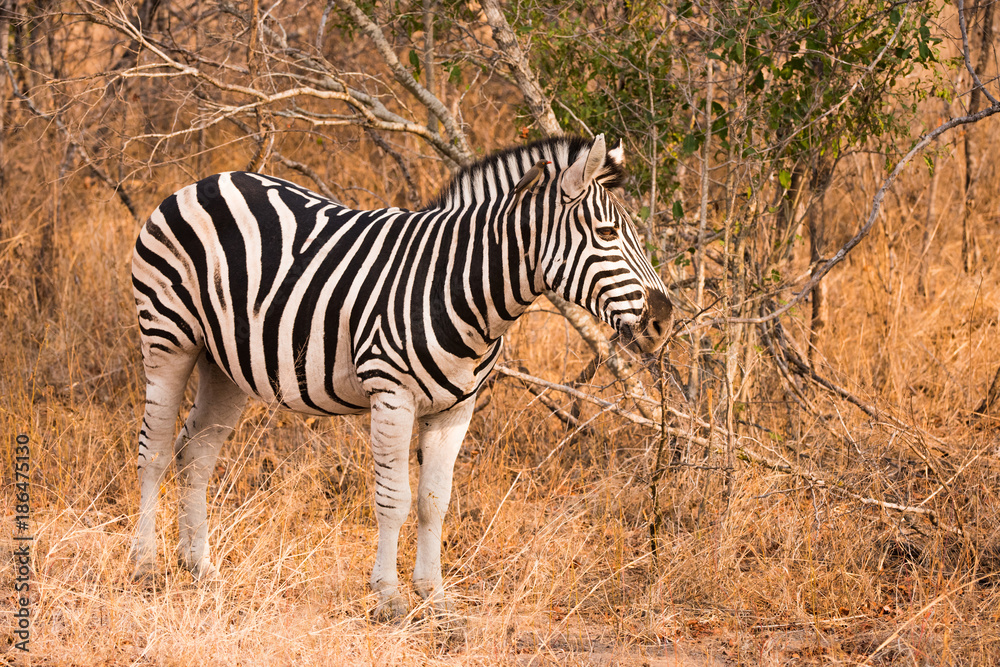 Zebra staring in bush