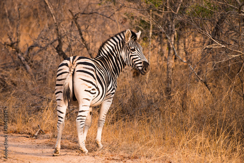 Zebra in South African Bush