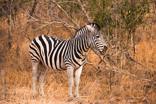 Zebra in South African Bush
