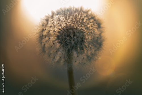 Dandelion in the sun