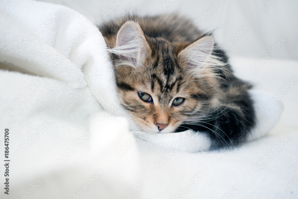 Cute Siberian kitten with tufted ears, hiding, peeking as if stalking prey.  Tabby Siberian Forest Cat hiding behind white blanket. Concepts family pet, allergies, hypoallergenic