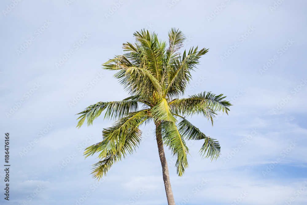 Photograph of hight coconut tree close up with the cloudy sky in background.