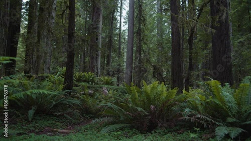 Passing by ferns in a redwood forest