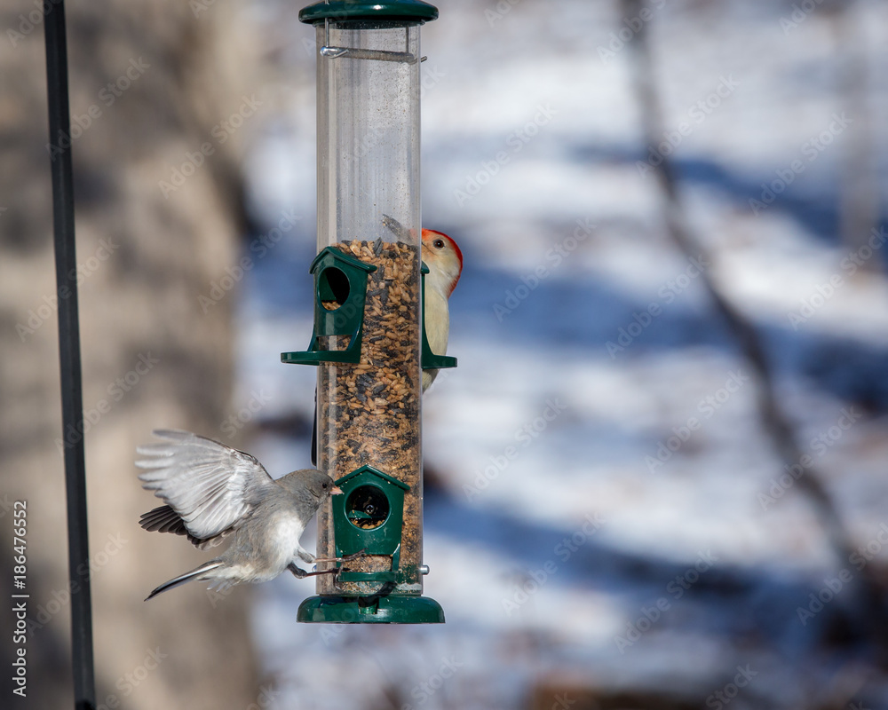 Naklejka premium Junco on Feeder