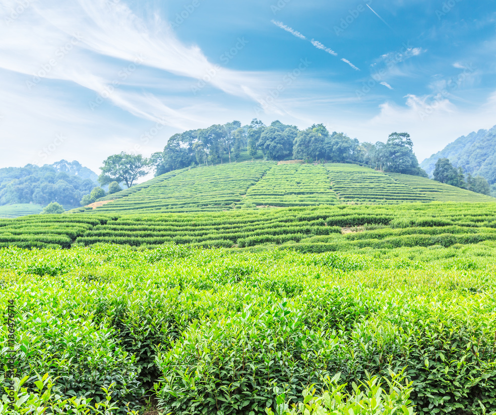 green tea plantations and mountain natural landscape in spring