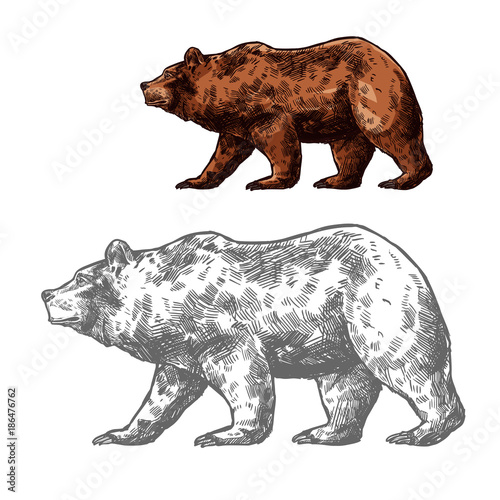 Bear animal sketch of walking brown grizzly