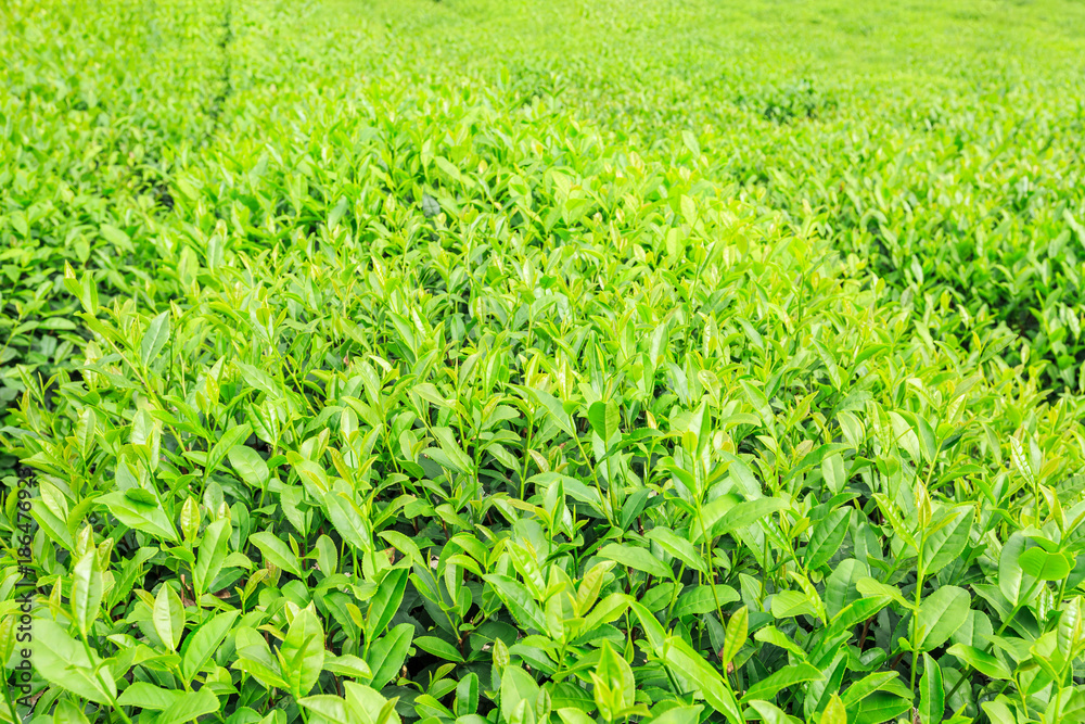 tea plantation green leaves in spring tea plantation green leaves in spring