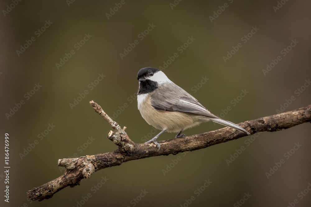 Naklejka premium Chickadee green 