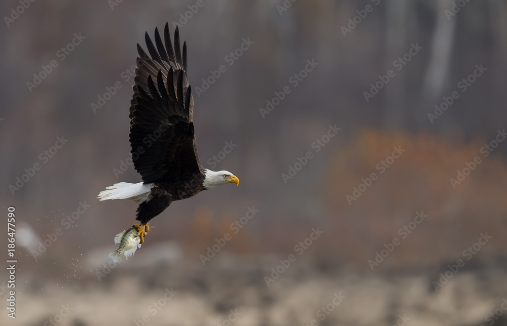 Obraz premium Bald Eagle