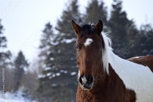 Paint Horse in Winter © Beatrice