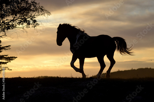 Galloping Horse at Sunset